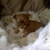 chihuahua-true-love chihuahua-true-love
