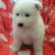 happywhitedogs