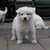 happywhitedogs