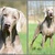 ' Of The Grey Stardust' Weimaraners - Josee Sales ' Of The Grey Stardust' Weimaraners - Josee Sales