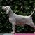 ' Of The Grey Stardust' Weimaraners - Josee Sales 