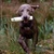 ' Of The Grey Stardust' Weimaraners - Josee Sales 
