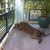 ' Of The Grey Stardust' Weimaraners - Josee Sales 