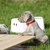 ' Of The Grey Stardust' Weimaraners - Josee Sales 
