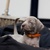 ' Of The Grey Stardust' Weimaraners - Josee Sales ' Of The Grey Stardust' Weimaraners - Josee Sales