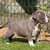 Stocky Rascals