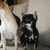 chihuahuakennel from chi girls only chihuahuakennel from chi girls only