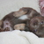 chikechihuahua chikechihuahua