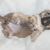 chikechihuahua chikechihuahua