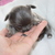 chikechihuahua chikechihuahua