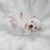 chikechihuahua chikechihuahua