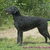 Curly Coated Retriever Curly Coated Retriever