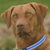 Chesapeake Bay Retriever