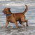 Chesapeake Bay Retriever