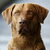 Chesapeake Bay Retriever