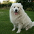 Slovensky Cuvac