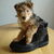 Lakeland Terrier Lakeland Terrier