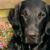 Flat Coated Retriever