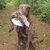 Chesapeake Bay Retriever