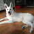 Zwitserse Witte Herder