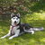 Siberische Husky
