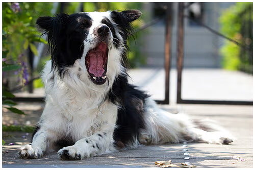 Ons verhaal waar sparky vandaan komt!!