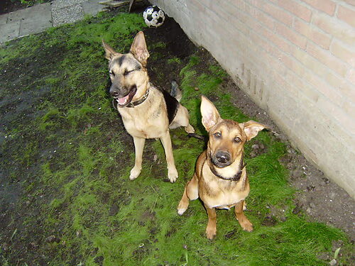 me poes loopt altijd mee als ik de hond uit ga laten en de honden waken over de poes