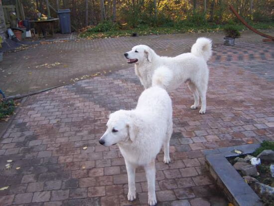 Onze Witte