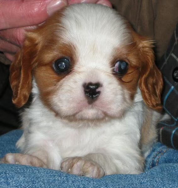 Donna, mijn Cavalier King Charles pup