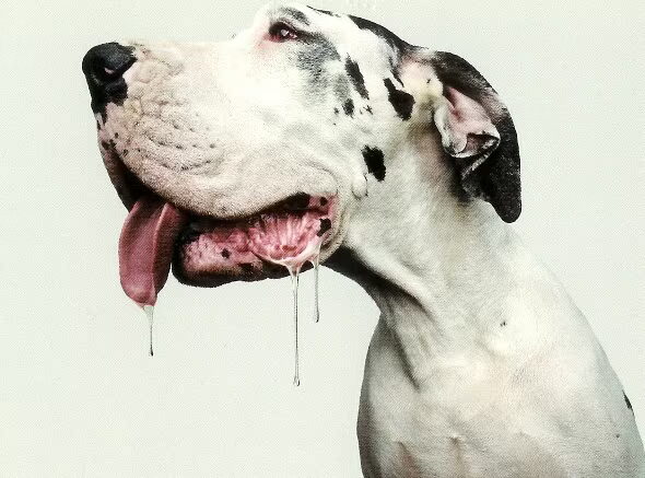 trotse eigenaar bent van een Duitse Dog als :