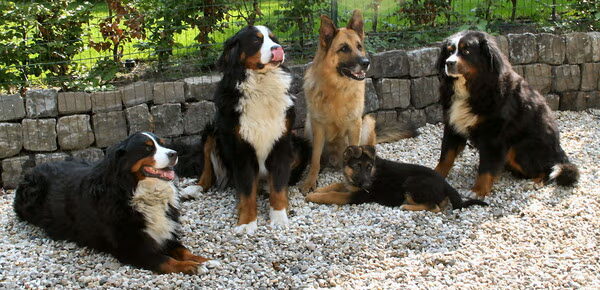 Onze nieuwe pupreu , duitse herder ,Kwinti