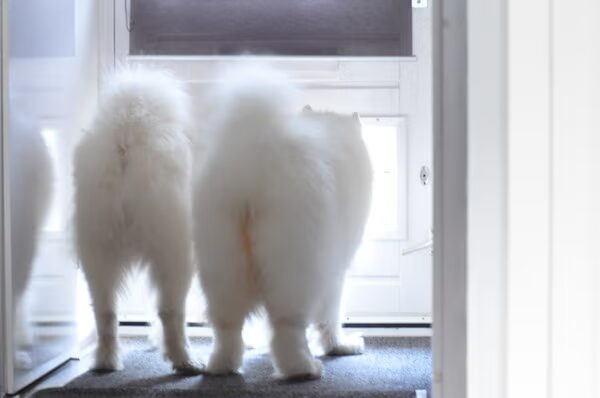 Twee sammen te logeren