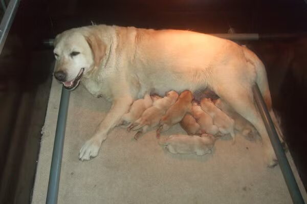 6 spetembe rworden wij trotse hondenbezitters van de Blonde labrador reu Baloe