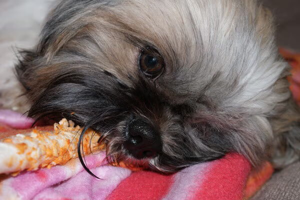 Shih Tzu liefde...
