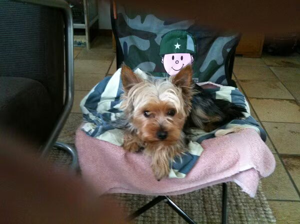 Ons nieuwe hondje Lady
