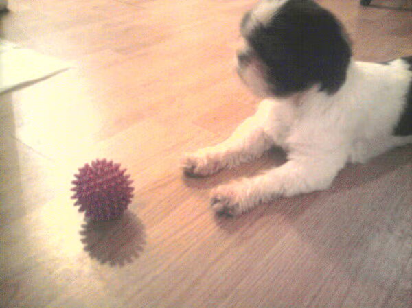 bal met een piep