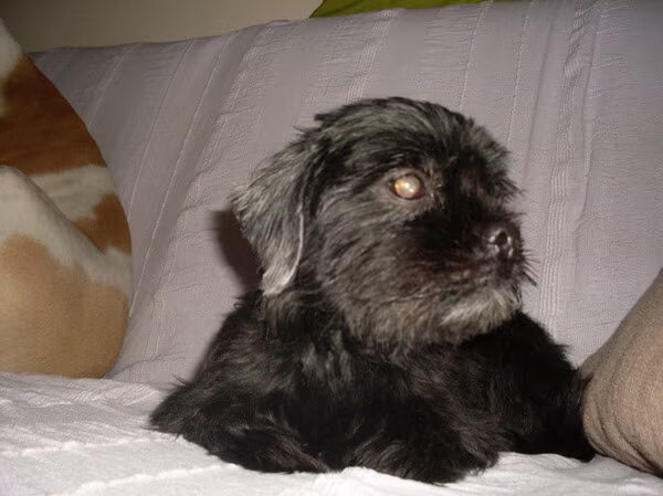 Lilly uit het asiel