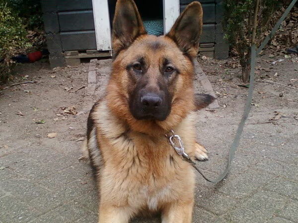 Welk ras is je hond???