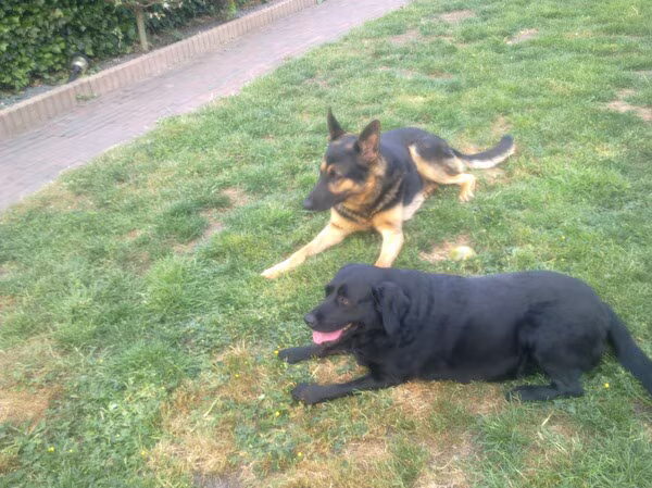 trots op onze honden