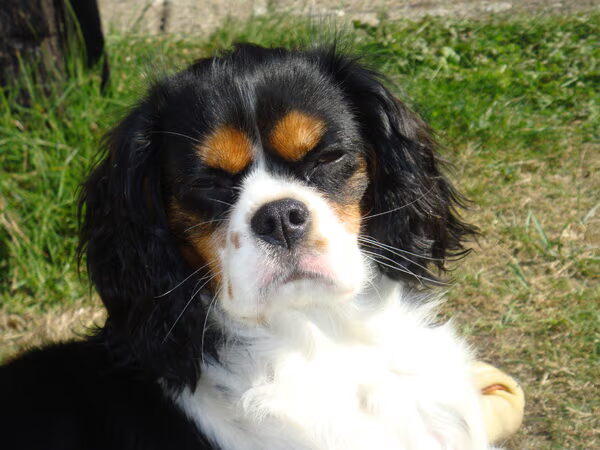 Scylla's eerste dag uit de bench.
