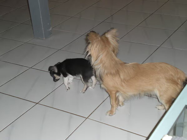 honden