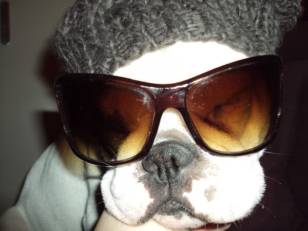 BIJZONDER onze franse bulldog zwemt