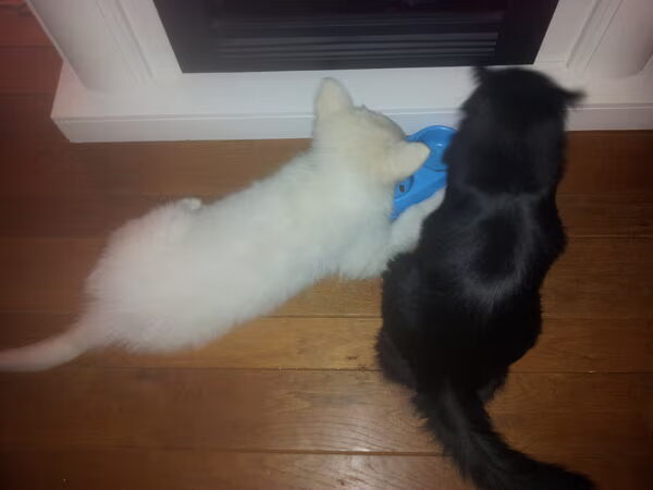 Even voorstellen... Ivy onze zwisterse witte herder pup..