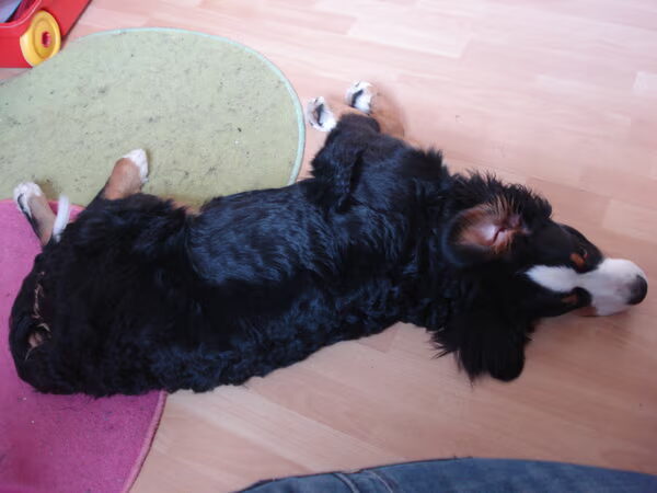de groei van mijn puppy