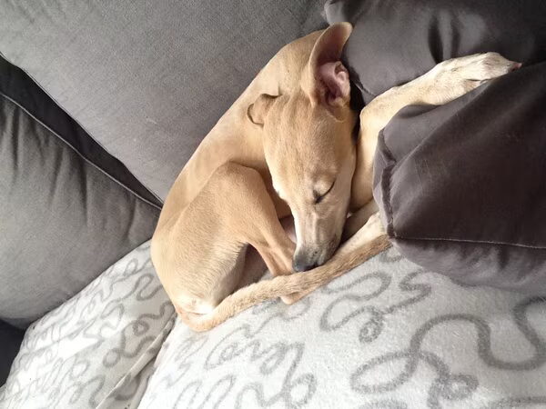 Prinses met kolder