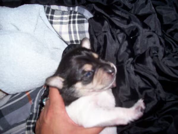onze kleine pupjes nu 11 dagen jong