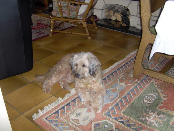 Toby ging en Snoopy kwam in ons leven.