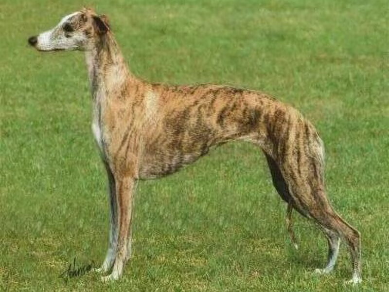 Whippet