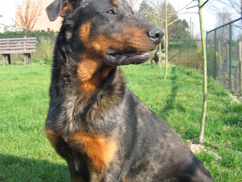 Beauceron