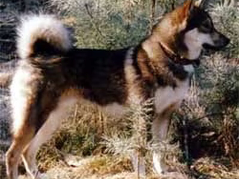 Laika, Oost Siberische